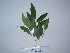  ( - YAWPLANTCR70)  @11 [ ] CreativeCommons - Attribution Non-Commercial Share-Alike (2016) C. Redmond Czech Academy of Sciences