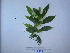  ( - YAWPLANTCR74)  @11 [ ] CreativeCommons - Attribution Non-Commercial Share-Alike (2016) C. Redmond Czech Academy of Sciences