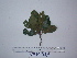  ( - YAWPLANTCR78)  @11 [ ] CreativeCommons - Attribution Non-Commercial Share-Alike (2016) C. Redmond Czech Academy of Sciences