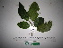  ( - YAWPLANTCR87)  @11 [ ] CreativeCommons - Attribution Non-Commercial Share-Alike (2016) C. Redmond Czech Academy of Sciences