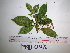  (Saurauia cf. fimbriata - YAWPLANTCR93)  @11 [ ] CreativeCommons - Attribution Non-Commercial Share-Alike (2016) C. Redmond Czech Academy of Sciences