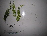  (Hymenophyllum imbricatum - YAWPLANTCR100)  @11 [ ] CreativeCommons - Attribution Non-Commercial Share-Alike (2016) C. Redmond Czech Academy of Sciences