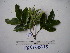  ( - YAWPLANTCR110)  @11 [ ] CreativeCommons - Attribution Non-Commercial Share-Alike (2016) C. Redmond Czech Academy of Sciences