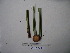  ( - YAWPLANTCR126)  @11 [ ] CreativeCommons - Attribution Non-Commercial Share-Alike (2016) C. Redmond Czech Academy of Sciences
