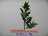  ( - YAWPLANTCR152)  @11 [ ] CreativeCommons - Attribution Non-Commercial Share-Alike (2016) C. Redmond Czech Academy of Sciences