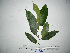  ( - YAWPLANTCR182)  @11 [ ] CreativeCommons - Attribution Non-Commercial Share-Alike (2016) C. Redmond Czech Academy of Sciences