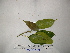  (Macaranga inermis - YAWPLANTCR183)  @11 [ ] CreativeCommons - Attribution Non-Commercial Share-Alike (2016) C. Redmond Czech Academy of Sciences