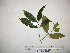  ( - YAWPLANTCR185)  @11 [ ] CreativeCommons - Attribution Non-Commercial Share-Alike (2016) C. Redmond Czech Academy of Sciences