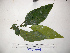  ( - YAWPLANTCR195)  @11 [ ] CreativeCommons - Attribution Non-Commercial Share-Alike (2016) C. Redmond Czech Academy of Sciences