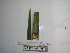  ( - YAWPLANTCR199)  @11 [ ] CreativeCommons - Attribution Non-Commercial Share-Alike (2016) C. Redmond Czech Academy of Sciences