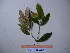  ( - YAWPLANTCR208)  @11 [ ] CreativeCommons - Attribution Non-Commercial Share-Alike (2016) C. Redmond Czech Academy of Sciences