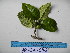  ( - YAWPLANTCR215)  @11 [ ] CreativeCommons - Attribution Non-Commercial Share-Alike (2016) C. Redmond Czech Academy of Sciences