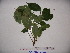  ( - YAWPLANTCR223)  @11 [ ] CreativeCommons - Attribution Non-Commercial Share-Alike (2016) C. Redmond Czech Academy of Sciences