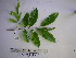  (Mischocarpus pyriformis - YAWPLANTCR234)  @11 [ ] CreativeCommons - Attribution Non-Commercial Share-Alike (2016) C. Redmond Czech Academy of Sciences