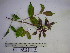  (Turpinia pentandra - YAWPLANTCR235)  @11 [ ] CreativeCommons - Attribution Non-Commercial Share-Alike (2016) C. Redmond Czech Academy of Sciences