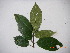  ( - YAWPLANTCR243)  @11 [ ] CreativeCommons - Attribution Non-Commercial Share-Alike (2016) C. Redmond Czech Academy of Sciences