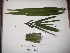  ( - YAWPLANTCR259)  @11 [ ] CreativeCommons - Attribution Non-Commercial Share-Alike (2016) C. Redmond Czech Academy of Sciences