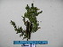  (Dicksonia - YAWPLANTCR285)  @11 [ ] CreativeCommons - Attribution Non-Commercial Share-Alike (2016) C. Redmond Czech Academy of Sciences