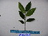  ( - YAWPLANTCR287)  @11 [ ] CreativeCommons - Attribution Non-Commercial Share-Alike (2016) C. Redmond Czech Academy of Sciences