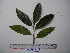  (Streblus sp. 1 - YAWPLANTCR288)  @11 [ ] CreativeCommons - Attribution Non-Commercial Share-Alike (2016) C. Redmond Czech Academy of Sciences