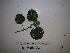 ( - YAWPLANTCR299)  @11 [ ] CreativeCommons - Attribution Non-Commercial Share-Alike (2016) C. Redmond Czech Academy of Sciences