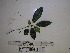  ( - YAWPLANTCR300)  @11 [ ] CreativeCommons - Attribution Non-Commercial Share-Alike (2016) C. Redmond Czech Academy of Sciences