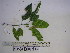 (Macaranga polyadenia - YAWPLANTCR307)  @11 [ ] CreativeCommons - Attribution Non-Commercial Share-Alike (2016) C. Redmond Czech Academy of Sciences
