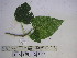  ( - YAWPLANTCR308)  @11 [ ] CreativeCommons - Attribution Non-Commercial Share-Alike (2016) C. Redmond Czech Academy of Sciences