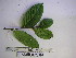  (Cryptocarya viridiflora - YAWPLANTCR309)  @11 [ ] CreativeCommons - Attribution Non-Commercial Share-Alike (2016) C. Redmond Czech Academy of Sciences