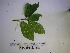  ( - YAWPLANTCR313)  @11 [ ] CreativeCommons - Attribution Non-Commercial Share-Alike (2016) C. Redmond Czech Academy of Sciences