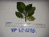  ( - YAWPLANTCR319)  @11 [ ] CreativeCommons - Attribution Non-Commercial Share-Alike (2016) C. Redmond Czech Academy of Sciences