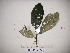  ( - YAWPLANTCR323)  @11 [ ] CreativeCommons - Attribution Non-Commercial Share-Alike (2016) C. Redmond Czech Academy of Sciences