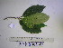  ( - YAWPLANTCR348)  @11 [ ] CreativeCommons - Attribution Non-Commercial Share-Alike (2016) C. Redmond Czech Academy of Sciences