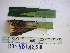  ( - YAWPLANTCR358)  @11 [ ] CreativeCommons - Attribution Non-Commercial Share-Alike (2016) C. Redmond Czech Academy of Sciences