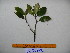 ( - YAWPLANTCR369)  @11 [ ] CreativeCommons - Attribution Non-Commercial Share-Alike (2016) C. Redmond Czech Academy of Sciences