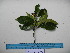  ( - YAWPLANTCR375)  @11 [ ] CreativeCommons - Attribution Non-Commercial Share-Alike (2016) C. Redmond Czech Academy of Sciences