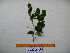  (Palmeria sp. 1 - YAWPLANTCR380)  @11 [ ] CreativeCommons - Attribution Non-Commercial Share-Alike (2016) C. Redmond Czech Academy of Sciences