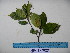  ( - YAWPLANTCR384)  @11 [ ] CreativeCommons - Attribution Non-Commercial Share-Alike (2016) C. Redmond Czech Academy of Sciences