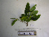  ( - YAWPLANTCR392)  @11 [ ] CreativeCommons - Attribution Non-Commercial Share-Alike (2016) C. Redmond Czech Academy of Sciences