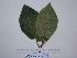  ( - YAWPLANTCR436)  @11 [ ] CreativeCommons - Attribution Non-Commercial Share-Alike (2016) C. Redmond Czech Academy of Sciences