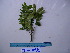  (Zanthoxylum pluviatile - YAWPLANTCR440)  @11 [ ] CreativeCommons - Attribution Non-Commercial Share-Alike (2016) C. Redmond Czech Academy of Sciences