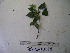  (Homalanthus - YAWPLANTCR464)  @11 [ ] CreativeCommons - Attribution Non-Commercial Share-Alike (2016) C. Redmond Czech Academy of Sciences