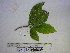  ( - YAWPLANTCR465)  @11 [ ] CreativeCommons - Attribution Non-Commercial Share-Alike (2016) C. Redmond Czech Academy of Sciences