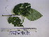  ( - YAWPLANTCR470)  @11 [ ] CreativeCommons - Attribution Non-Commercial Share-Alike (2016) C. Redmond Czech Academy of Sciences