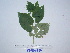  ( - YAWPLANTCR483)  @11 [ ] CreativeCommons - Attribution Non-Commercial Share-Alike (2016) C. Redmond Czech Academy of Sciences