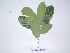  ( - YAWPLANTCR486)  @11 [ ] CreativeCommons - Attribution Non-Commercial Share-Alike (2016) C. Redmond Czech Academy of Sciences