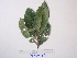  (Elaeocarpus dolichostylus - YAWPLANTCR490)  @11 [ ] CreativeCommons - Attribution Non-Commercial Share-Alike (2016) C. Redmond Czech Academy of Sciences