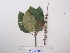  ( - YAWPLANTCR493)  @11 [ ] CreativeCommons - Attribution Non-Commercial Share-Alike (2016) C. Redmond Czech Academy of Sciences