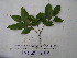  ( - YAWPLANTCR495)  @11 [ ] CreativeCommons - Attribution Non-Commercial Share-Alike (2016) C. Redmond Czech Academy of Sciences