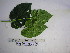  ( - YAWPLANTCR504)  @11 [ ] CreativeCommons - Attribution Non-Commercial Share-Alike (2016) C. Redmond Czech Academy of Sciences